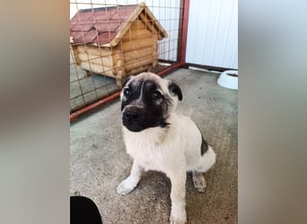 Der kleine Rickon hat den Sprung von der Müllhalde geschafft - schafft er es bald in sein Zuhause?