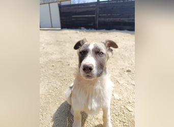 Sanfter Robb - aktuell in Bosnien auf Großpflegestelle