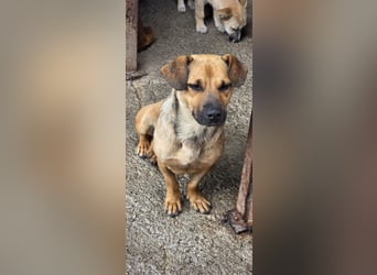 Otto kann es kaum erwarten- noch in Rumänien
