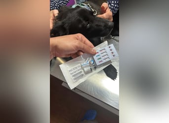 Aufgeschlossene Bessy wurde einfach ausgesetzt - noch in Rumänien