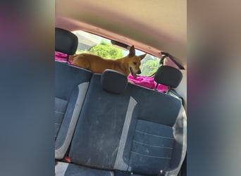 Lieber Pit wurde einfach entsorgt - aktuell noch in Rumänien