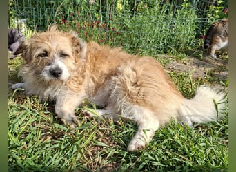 Wuschelige Puffy - katzenverträglich - aktuell noch in Rumänien