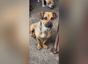Otto kann es kaum erwarten- noch in Rumänien