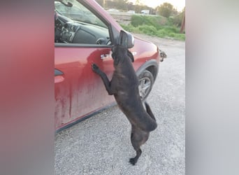 Aufgeschlossene Bessy wurde einfach ausgesetzt - noch in Rumänien