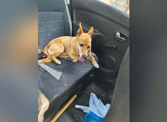 Lieber Pit wurde einfach entsorgt - aktuell noch in Rumänien