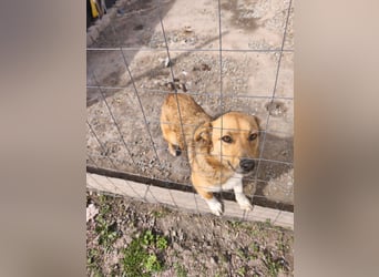 Goldige Emma aus der Tötungsstation gerettet - aktuell noch in Rumänien