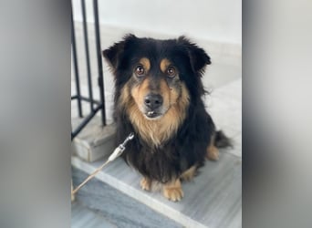 Jacub, geb. ca. 08/2023, lebt in GRIECHENLAND, im städt. Tierheim Serres