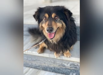 Jacub, geb. ca. 08/2023, lebt in GRIECHENLAND, im städt. Tierheim Serres