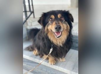 Jacub, geb. ca. 08/2023, lebt in GRIECHENLAND, im städt. Tierheim Serres