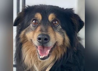 Jacub, geb. ca. 08/2023, lebt in GRIECHENLAND, im städt. Tierheim Serres