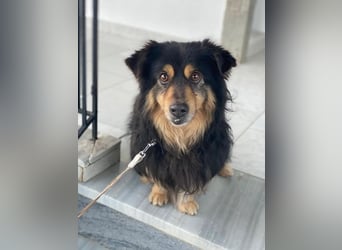 Jacub, geb. ca. 08/2023, lebt in GRIECHENLAND, im städt. Tierheim Serres