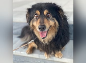 Jacub, geb. ca. 08/2023, lebt in GRIECHENLAND, im städt. Tierheim Serres