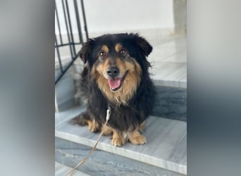 Jacub, geb. ca. 08/2023, lebt in GRIECHENLAND, im städt. Tierheim Serres