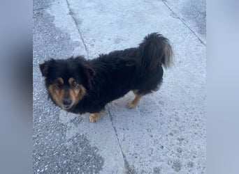 Jacub, geb. ca. 08/2023, lebt in GRIECHENLAND, im städt. Tierheim Serres