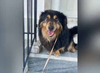 Jacub, geb. ca. 08/2023, lebt in GRIECHENLAND, im städt. Tierheim Serres