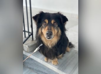 Jacub, geb. ca. 08/2023, lebt in GRIECHENLAND, im städt. Tierheim Serres