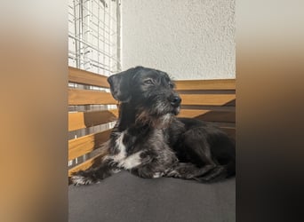 LOLLE *wartet in 69118 Heidelberg*