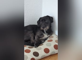 LOLLE *wartet in 69118 Heidelberg*