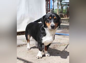 Maxwell, Dackelmix, geb. 2024, menschenbezogen und verschmust
