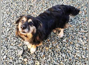 Buddy, Mischling, geb. 2018, hundeverträglich