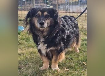 Buddy, Mischling, geb. 2018, hundeverträglich