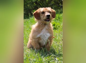 Rocco, Terriermischling, geb, 2025, aktiver Rüde, der immer gute Laune hat