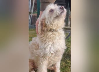 Karena, Mischlingshündin, geb. 2018, Wuschelhündin mit kleinem Handicap