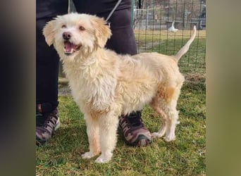 Karena, Mischlingshündin, geb. 2018, Wuschelhündin mit kleinem Handicap