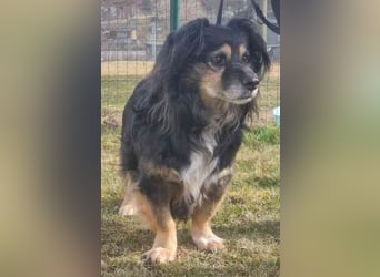 Buddy, Mischling, geb. 2018, hundeverträglich