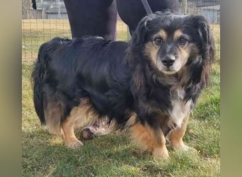Buddy, Mischling, geb. 2018, hundeverträglich