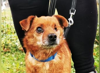 Moritz, Mischling, geb. 2015, freundlicher kleiner Hundemann hat ein schöns Zuhause verdient