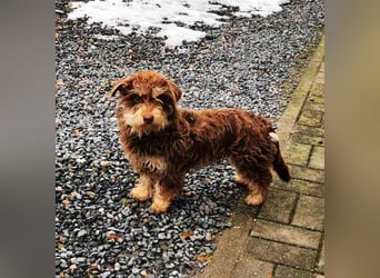 Kelly, kl.Mischlingshündin, geb. 2024, lieb. verschmust Hunde - und Katzenverträglich