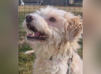 Karena, Mischlingshündin, geb. 2018, Wuschelhündin mit kleinem Handicap