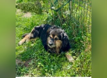 Buddy, Mischling, geb. 2018, hundeverträglich