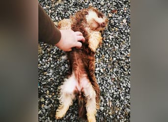 Kelly, kl.Mischlingshündin, geb. 2024, lieb. verschmust Hunde - und Katzenverträglich