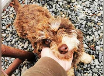 Kelly, kl.Mischlingshündin, geb. 2024, lieb. verschmust Hunde - und Katzenverträglich