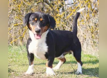 Maxwell, Dackelmix, geb. 2024, menschenbezogen und verschmust