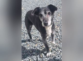 Masola, Mixhündin, geb. 2013, traumhafte Seniorin