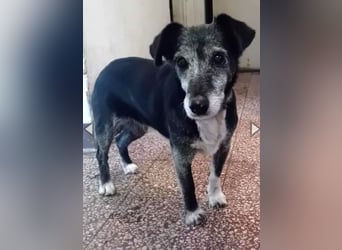 Masola, Mixhündin, geb. 2013, traumhafte Seniorin