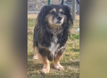 Buddy, Mischling, geb. 2018, hundeverträglich