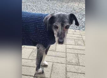 Masola, Mixhündin, geb. 2013, traumhafte Seniorin