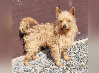Giovanni, Terriermix, geb. 2020, sucht erfahrene Besitzer