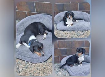 Maxwell, Dackelmix, geb. 2024, menschenbezogen und verschmust