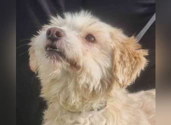 Karena, Mischlingshündin, geb. 2018, Wuschelhündin mit kleinem Handicap