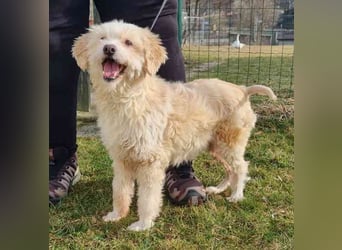 Karena, Mischlingshündin, geb. 2018, Wuschelhündin mit kleinem Handicap