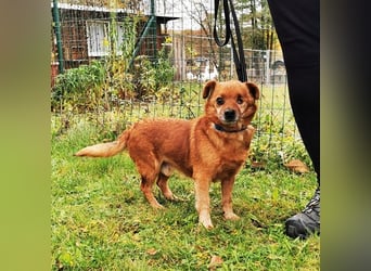 Moritz, Mischling, geb. 2015, freundlicher kleiner Hundemann hat ein schöns Zuhause verdient