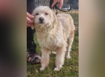 Karena, Mischlingshündin, geb. 2018, Wuschelhündin mit kleinem Handicap