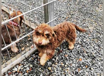 Kelly, kl.Mischlingshündin, geb. 2024, lieb. verschmust Hunde - und Katzenverträglich