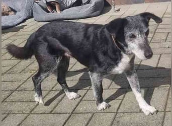 Masola, Mixhündin, geb. 2013, traumhafte Seniorin