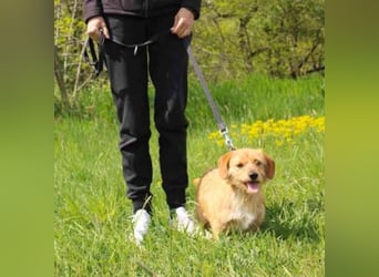 Rocco, Terriermischling, geb, 2025, aktiver Rüde, der immer gute Laune hat